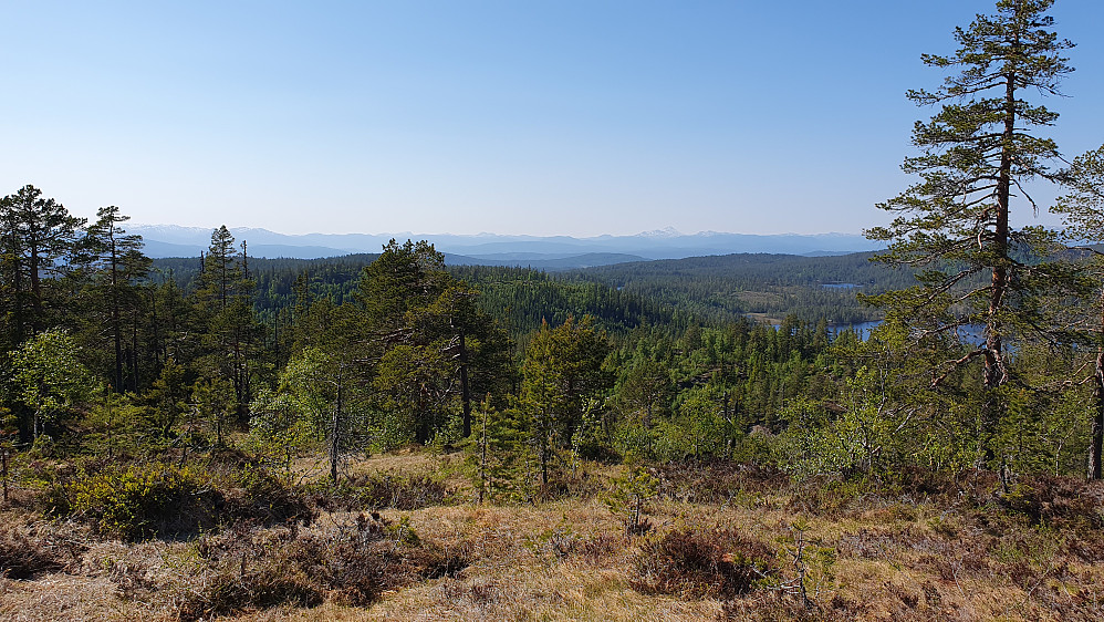 I et åpent område under oppstigningen mot Nordre Kjellarfjellet (716), hvor jeg fikk god utsikt i nordvestlig retning. Gaustatoppen (1883) kan skimtes bakerst og litt til høyre.