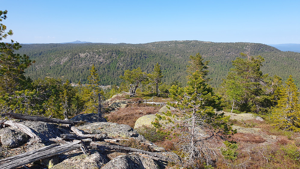 Utsikt mot N/NØ fra Nordre Kjellarfjellet (716). Det slake fjellet litt til høyre er Sveinsbuvarden (746). Lengre bak og til venstre i bildet, ses Jonsknuten (904).