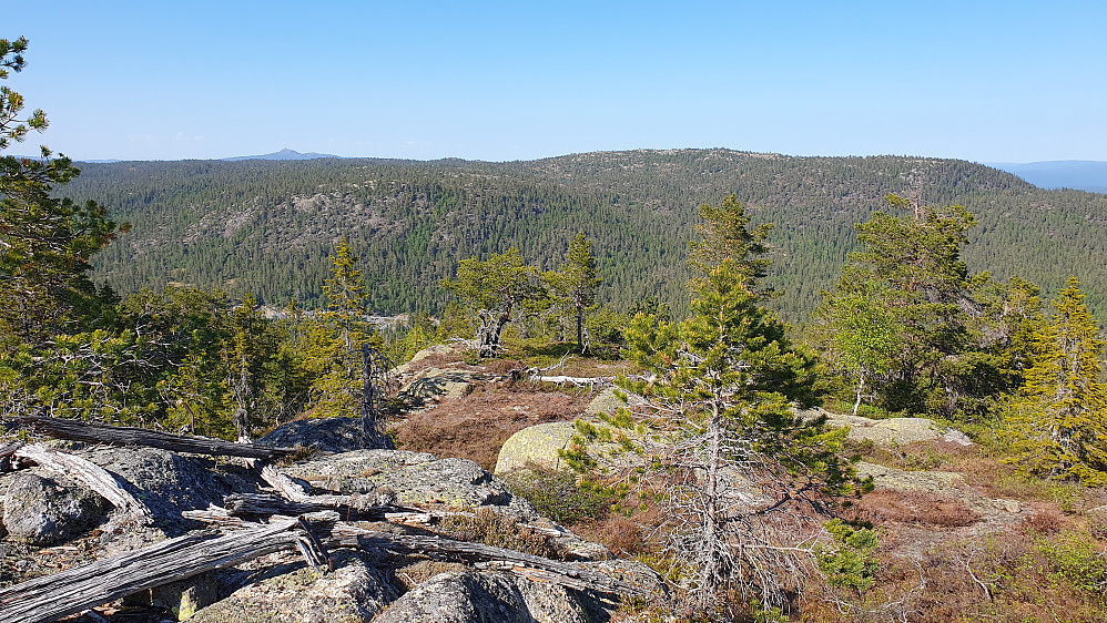 Utsikt mot N/NØ fra Nordre Kjellarfjellet (716). Det slake fjellet litt til høyre er Sveinsbuvarden (746). Lengre bak og til venstre i bildet, ses Jonsknuten (904). 