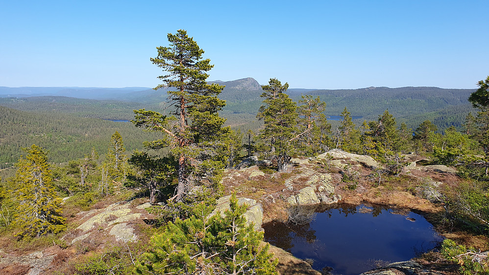 På Nordre Kjellarfjellet (716), med utsikt mot øst. I bakgrunnen midt i bildet og mellom furuene, ses Skrimfjella, med Skrim (859) som det dominerende fjellet.