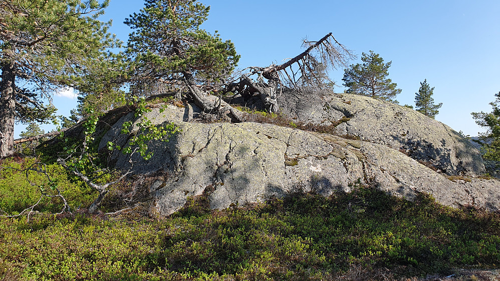 Toppunktet på Søndre Kjellarfjellet SØ1 (695) var denne bergknausen. En gammel og tørr furu lå nesten over toppen.