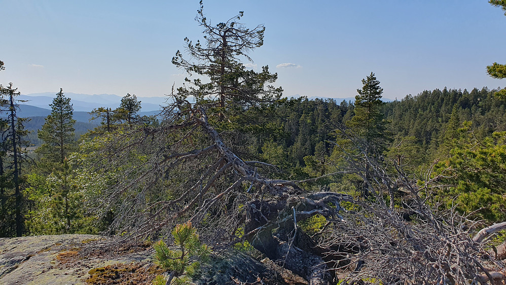 På toppen av Søndre Kjellarfjellet SØ1 (695), hvor en gammel og tørr furu lå over deler av toppområdet. Bildet tatt mot V/NV.