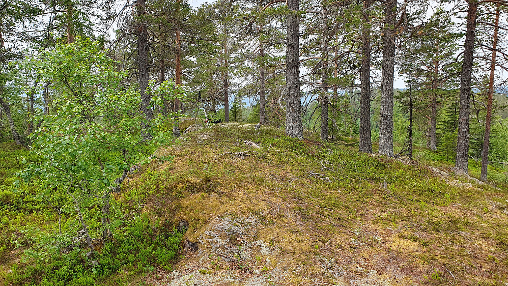 På toppen av Storliåsen (698).