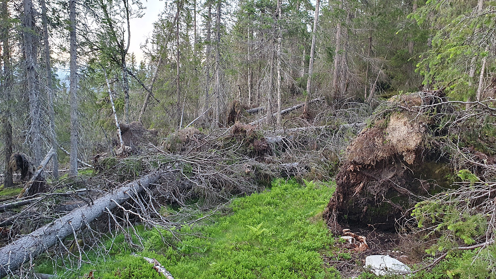 Kaotiske tilstander i et område hvor det var mye nedblåste trær, litt ovenfor Valhall. Det går tregt å ta seg fram i sånn skog.