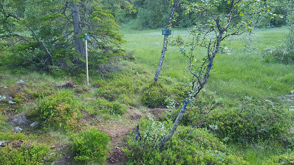 I dette stikrysset tok jeg feil under oppstigningen tidlig på turen. Til høyre her går riktig sti mot Bjørstølfjellet. Jeg tok opp til venstre, og havnet på Heslinatten.