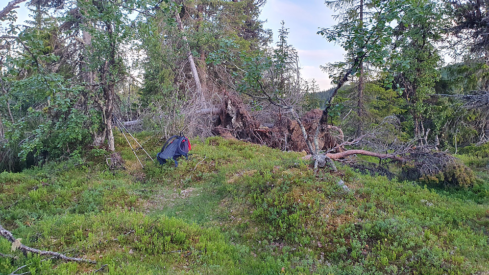 I skumringen på toppen av Austhaugan (943).