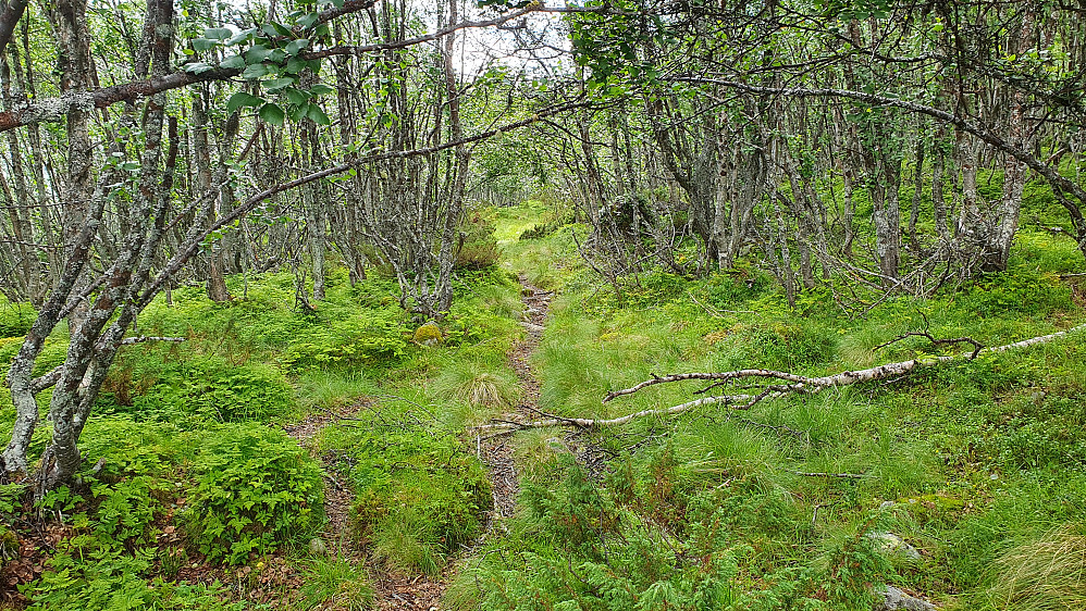 Stien jeg fulgte mot Bergsjøåsen (1091). Her har jeg nettopp begynt på stien og er like vest for Bergsjøstølen.
