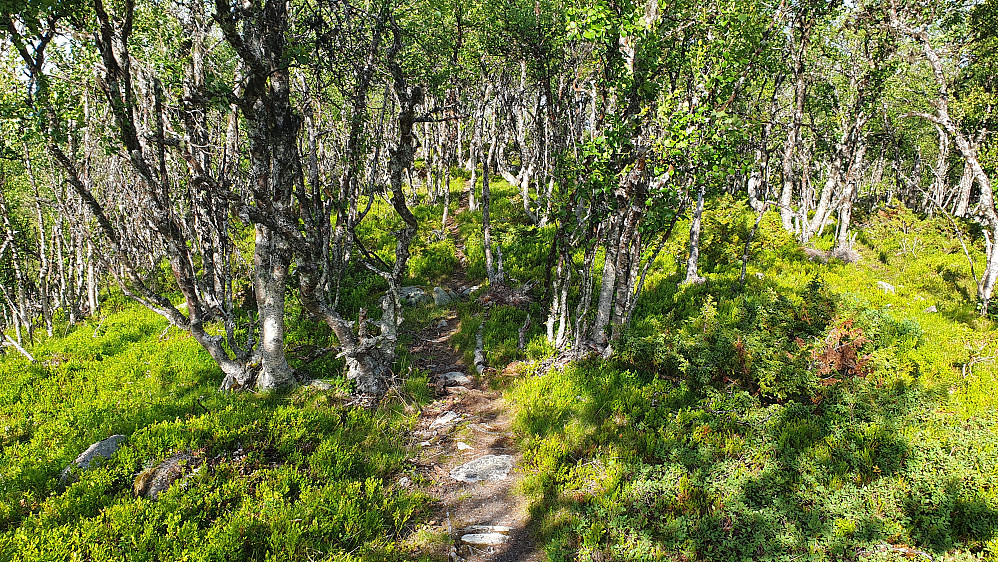 Stien mellom Bergsjøåsen (1091) og Bergsjøåsen Øst (1077). Her er jeg på vei mot sistnevnte topp, og befinner meg like sør for tjernet på 1049 moh.