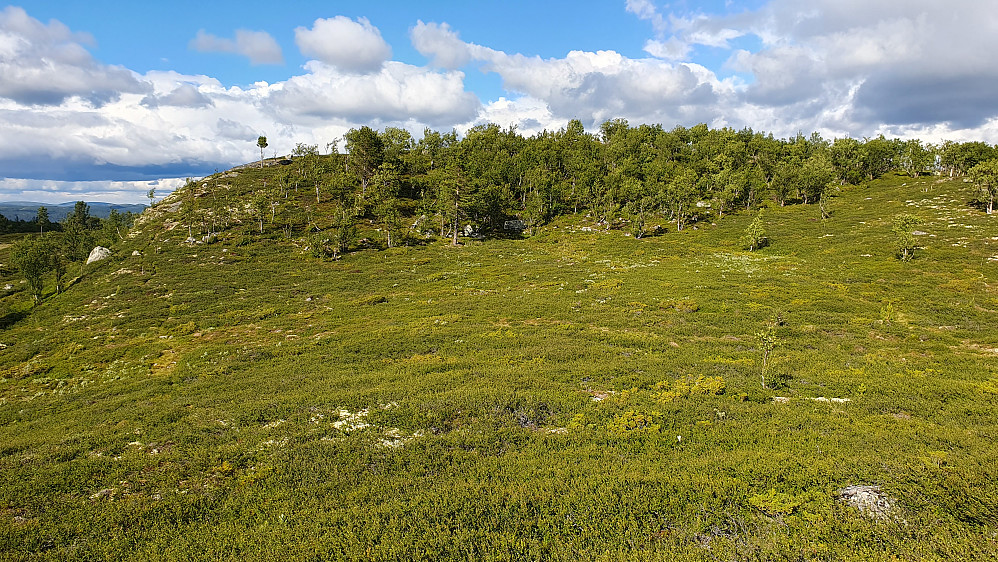 På vei mot Bergsjøåsen Øst (1077). Til venstre i bildet ser man den lille stien jeg fulgte oppover mot toppen. Denne stien er også stiplet inn på detaljerte kart.