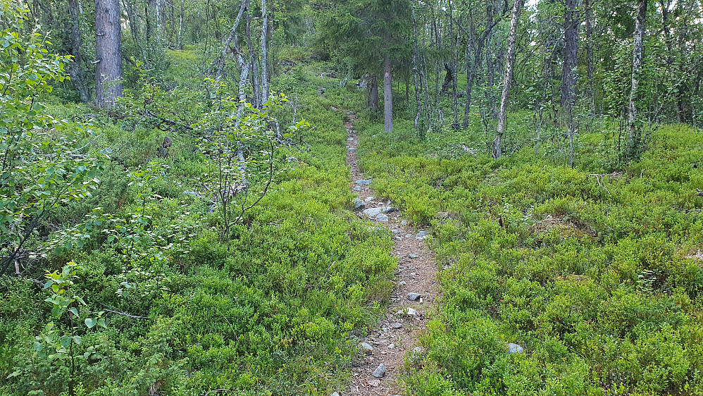 Stien jeg fulgte oppover mot Tunhovdåsen. 