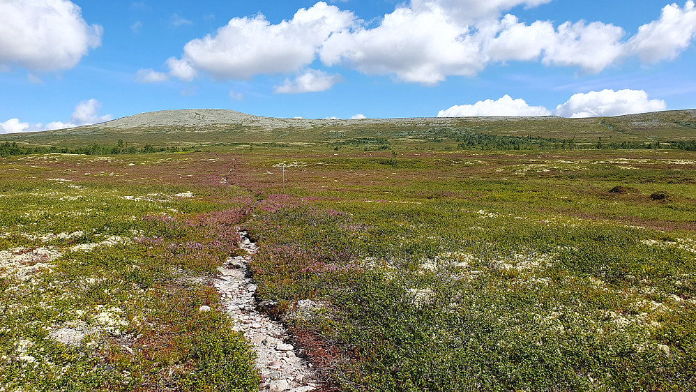 Endelig på tørr grunn, hvor jeg fulgte stien oppover i slakt og lettgått landskap. Toppen bak til venstre er Slettflåhøa (1154).
