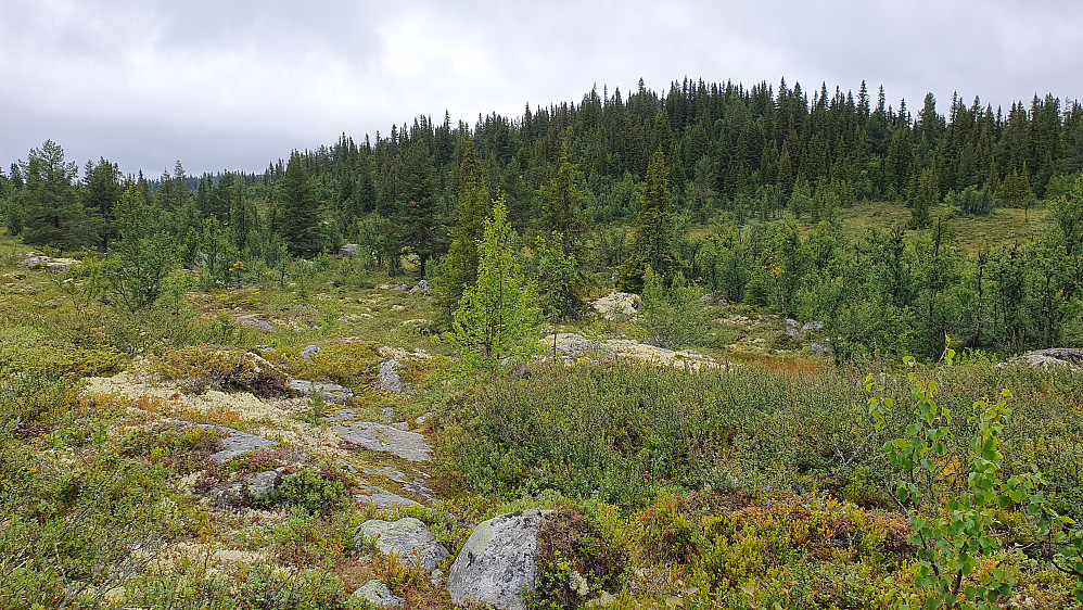 Jeg nærmer meg Syningsbekken. Høyden Vest for Damtjern (1020) er i bakgrunnen. Her var ikke stien så synlig i terrenget, men den går over steinene litt til venstre i forgrunnen.