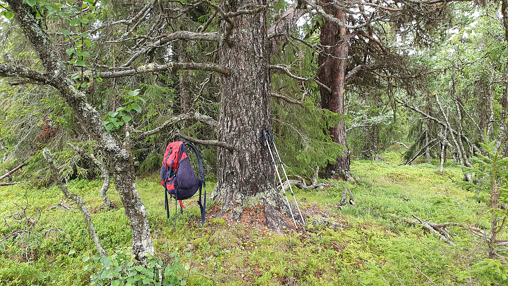 På toppen av Gudbrandsrudnatten Nordvest (998) sto det en temmelig svær og røslig furu. Ganske stor den litt lengre bak også.