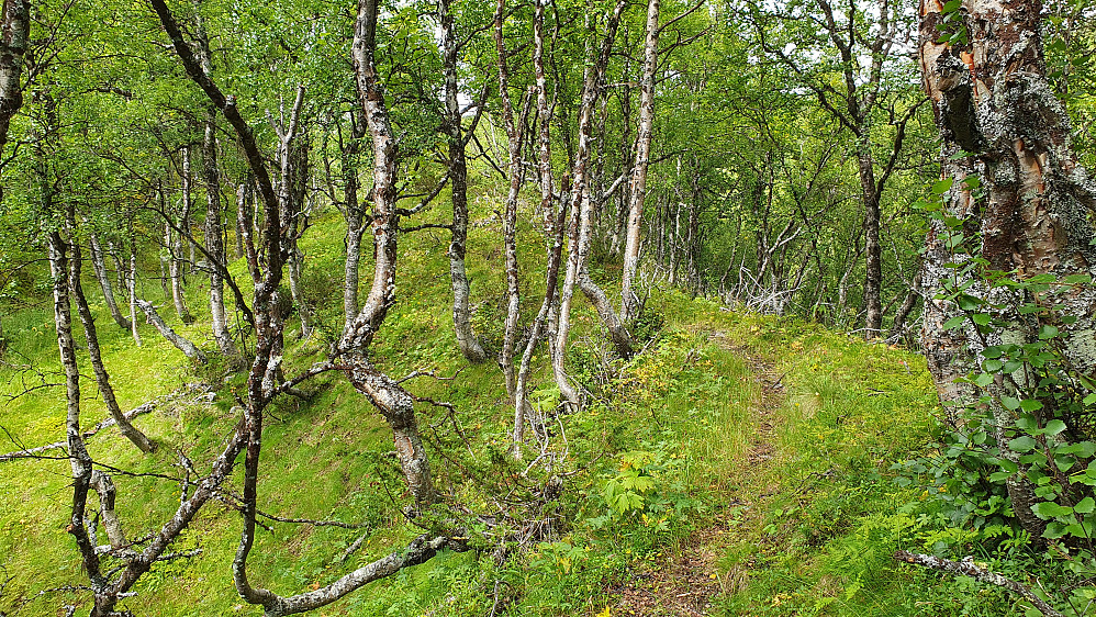 Stien jeg fulgte opp gjennom bjørkeskogen. Her gikk stien på en liten rygg, på ca 1075 meters høyde.