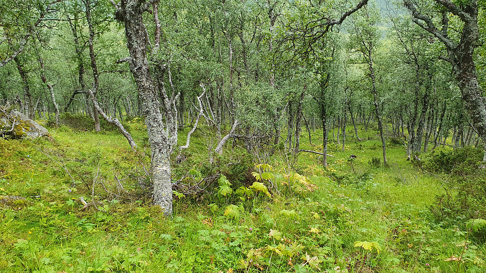 Grønt og frodig i bjørkeskogen. Her fra returen, litt før jeg nådde stien som går oppover fra setra Fuglehaugen.