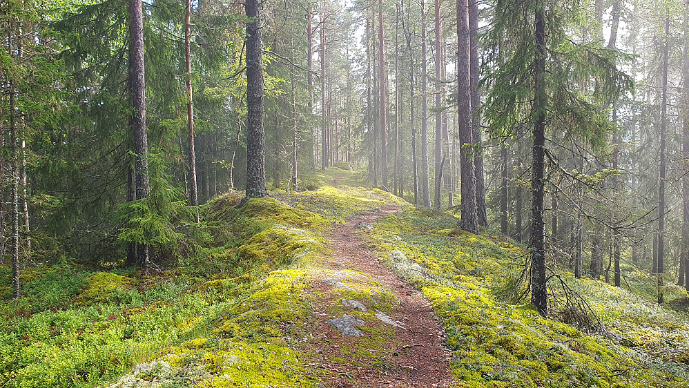 De siste meterne av stien før man når toppen fra nord. Den store steinen som skimtes lengre bak midt i bildet der stien blir borte, er nok høyeste punkt på Lisbetnøbbi (650).