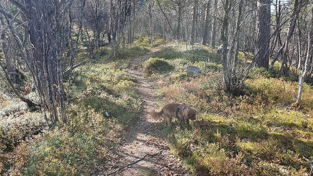 Fin sti gjennom skogen. For en gangs skyld var det ikke jeg som sto for de fleste pausene ... snusepausene kom oftere enn pustepausene. 