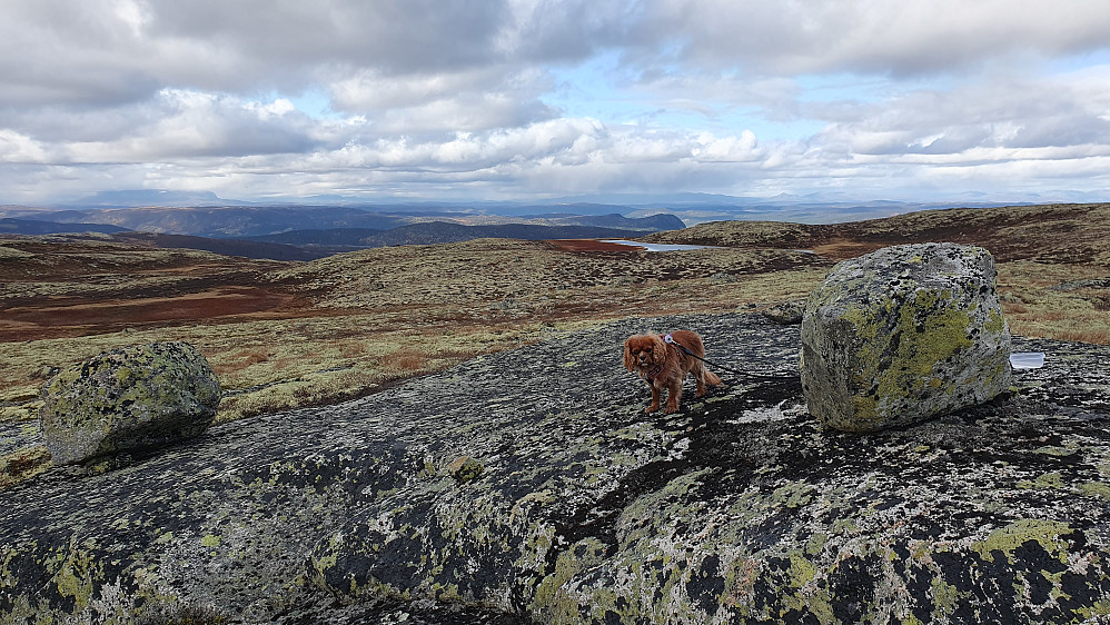 På toppen av Steinsetfjellet (1253), med utsikt mot N/NV. Langt bak til venstre ses litt av Hallingskarvet.