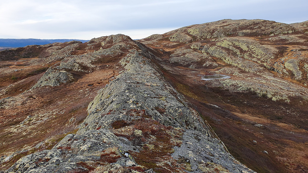 Trivelig og lettgått rygg på vei nordover mot Krosstjønnhovdun. Her er vi vest for Hausttjønn. Fjellet oppe til høyre er Krosstjønnhovdun Vest (1149).