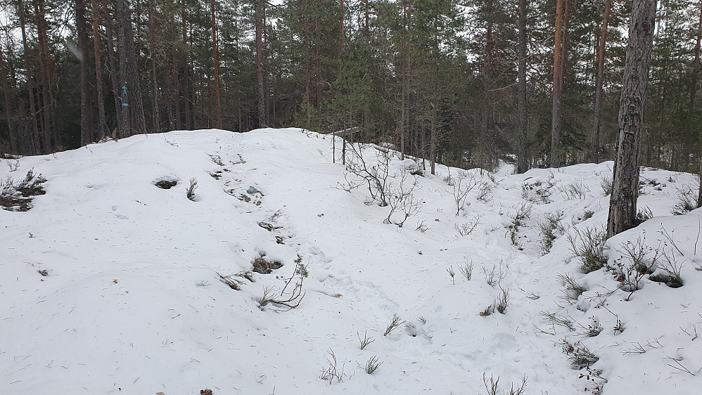 Stikrysset underveis mot Oppenåsen, hvor jeg her tok til venstre på den blåmerkede stien (merking på furu oppe til ve.). Tidlig på turen kom jeg oppover stien til høyre i bildet.