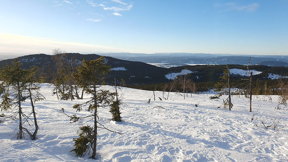 Helt øverst i hogstfeltet like N/NV for toppen av Framstadsæterfjellet Vest (789). Her med utsikt rett mot vest. Åsen til venstre er Hvalebykampen (771).