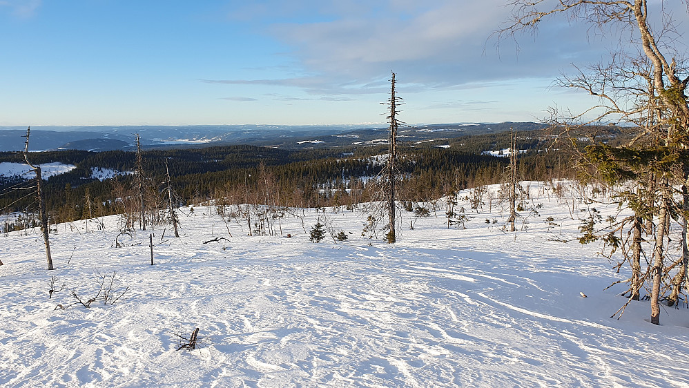 Helt øverst i hogstfeltet like N/NV for toppen av Framstadsæterfjellet Vest (789). God utsikt mot nordvest herfra. I bakgrunnen til venstre ses litt av Randsfjorden.