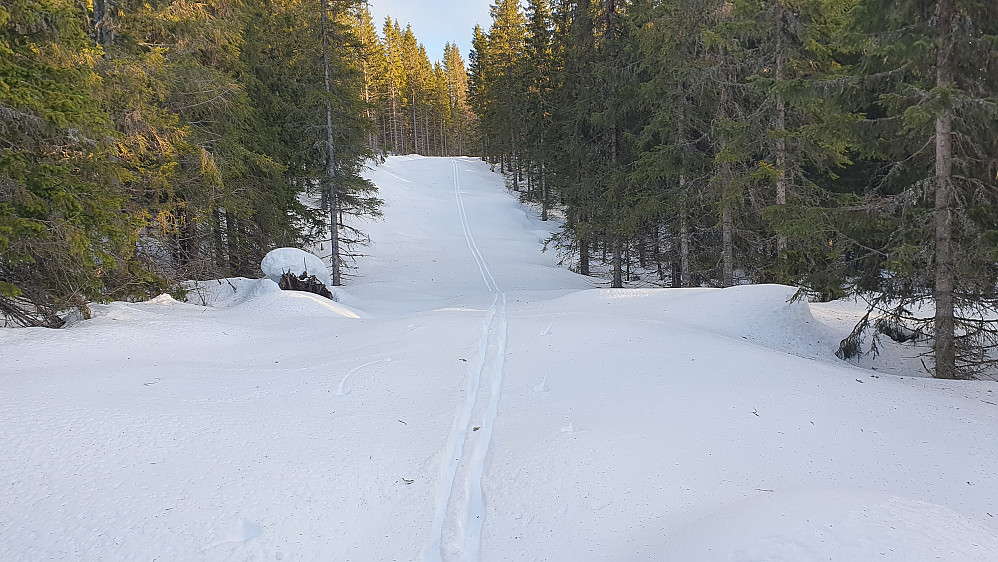 Traseen etter skogsmaskinene som gjorde det enkelt å ta seg fram til den oppkjørte skiløypa lengre nede.