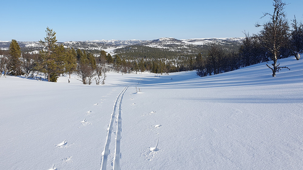 Jeg ser tilbake på mine egne spor på det øverste myrdraget jeg fulgte opp mot skaret mellom Grefsgardnatten og Bjørkehovda.