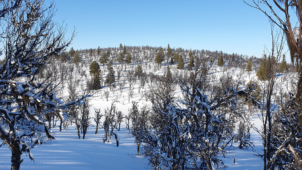 Jeg står noen meter fra toppen av Grefsgardnatten (1051) og ser over mot neste turmål, Bjørkehovda (1071).