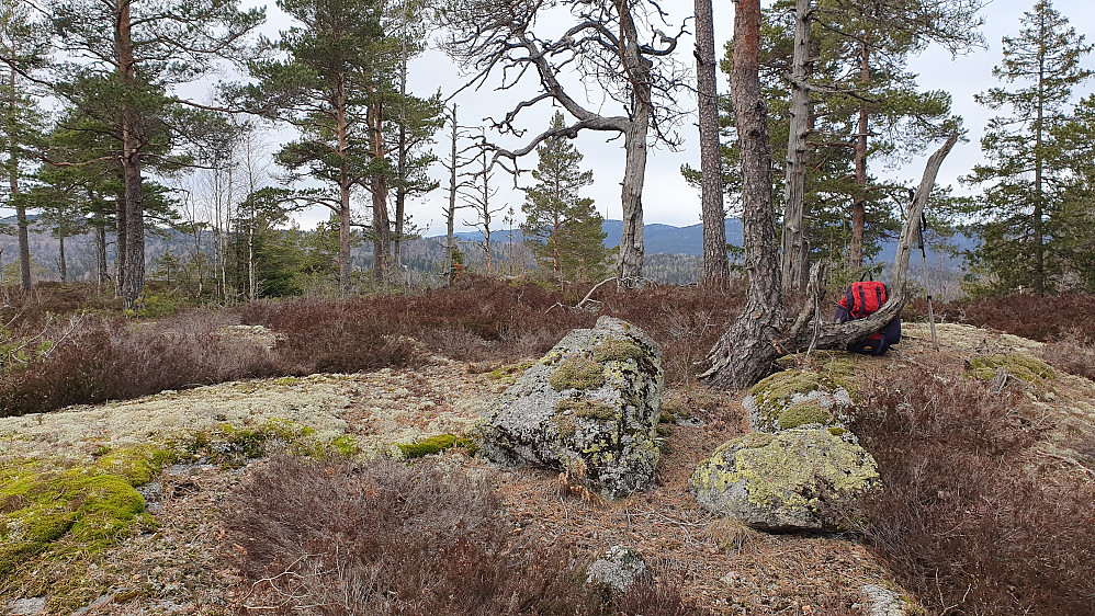 På toppen av Brudalskollen (241).