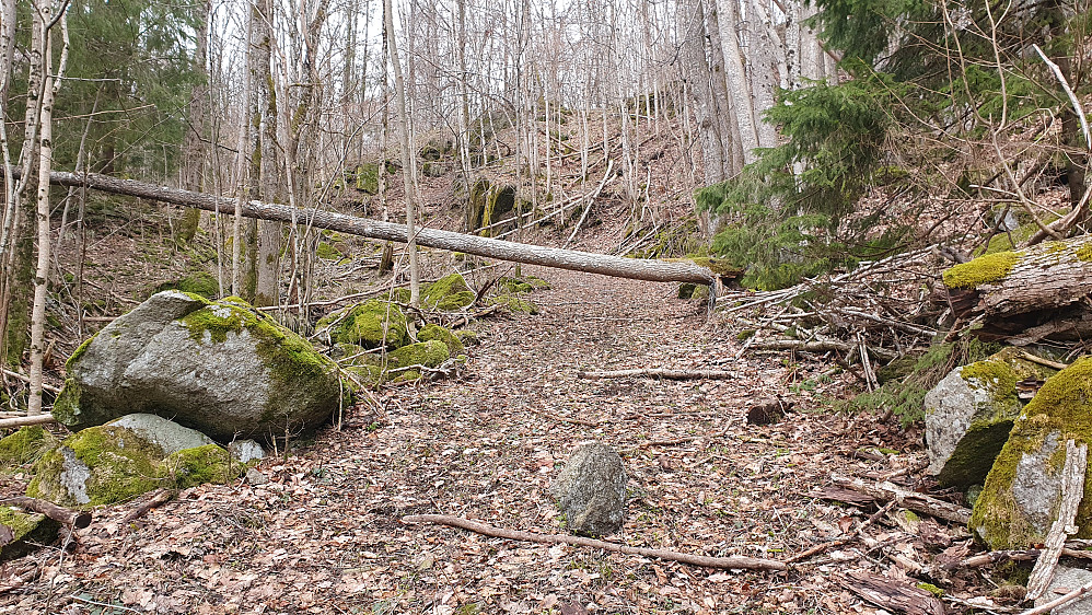 Fin kjerrevei på vei oppover mot Hanakne. Her på ca 140 meters høyde.