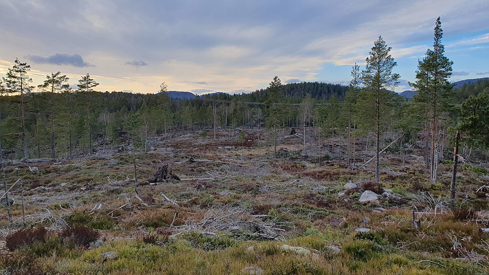 Hogstfeltet jeg gikk i under oppstigningen mot Sauholsheia (159). Bildet er tatt tilbake mot nordvest. Bak og litt til høyre ses Åletjennkollen (180).