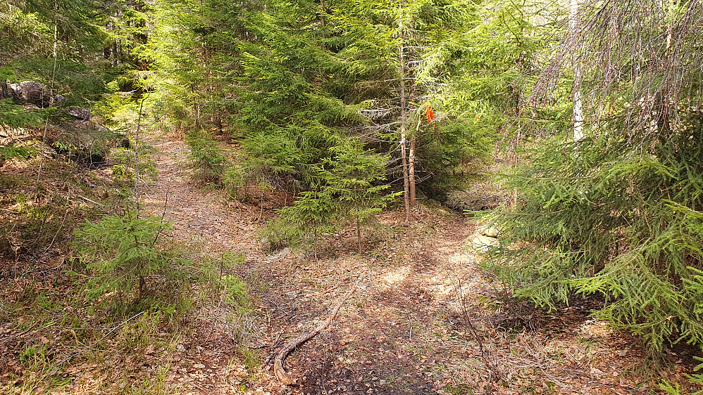Stidelet, hvor stien til høyre som er merket med rødt bånd, går opp på Øygardsfjellet.