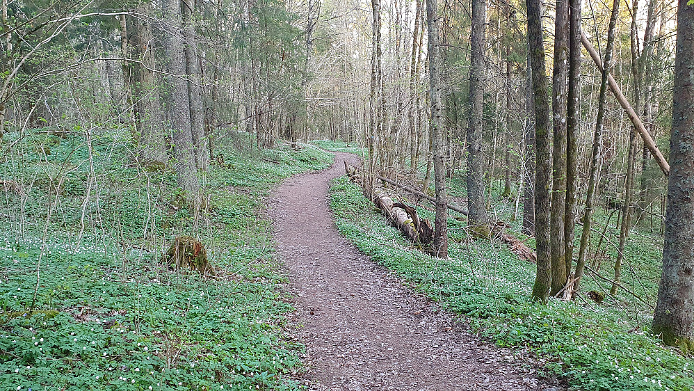 Meget lettgått og fin sti på slutten av turen, i en vårlig skog med mengder av hvitveis.