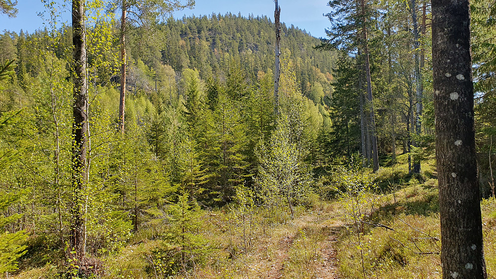 Denne litt mer gjengrodde traktorveien er ikke avmerket på kartet. I bakgrunnen er Kringsås (589).