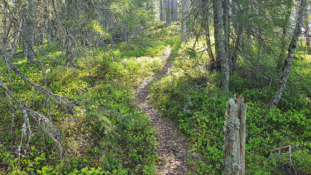 Stien jeg fulgte opp til Kringsås (589), og ned igjen. Her er jeg på ca 500 meters høyde, på ryggen vest for toppen.