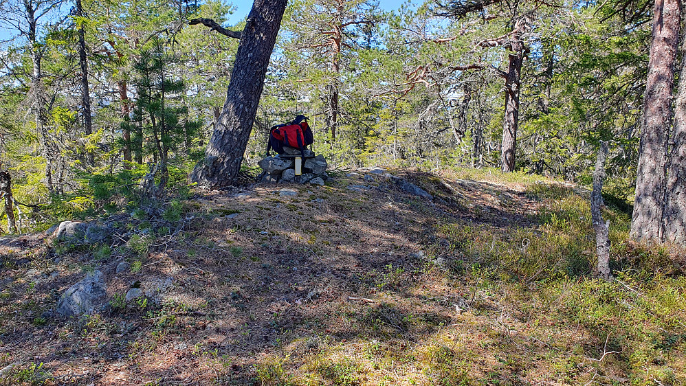 En skjev furu ved toppvarden på Kringsås (589).