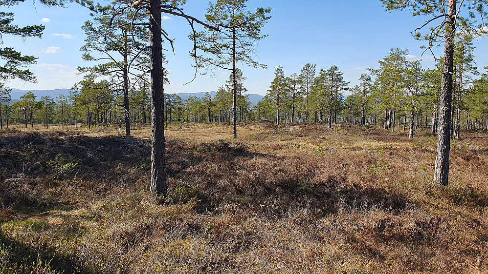 Trivelig og lettgått skogsterreng. Ved Hjertemyr, som man ser litt av til venstre. Steinen jeg tok en pause på, ses temmelig sentralt i bildet som en grå klump.