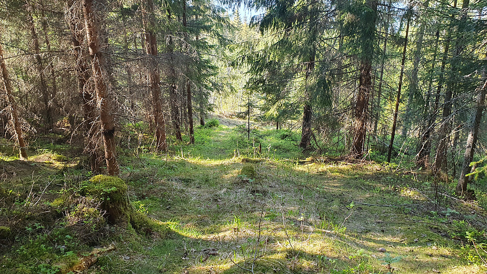På ca 300 meters høyde, etter at jeg hadde gått gjennom det vesle hogstfeltet der stien på detaljerte kartet startet. Her var det tydelig at stien egentlig var en gammel traktorvei.
