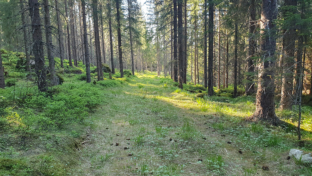 Ca 300 meter før jeg nådde grusveien ved Sperillen, var traktorveien veldig fin å følge. Dette var like før småkrattet de aller siste meterne.