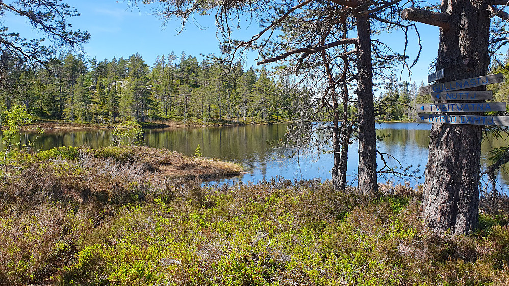 I et av stikryssene ved Gulnostjørnane. Høyden i bakgrunnen er toppen Vest for Gulnostjørnane (643).