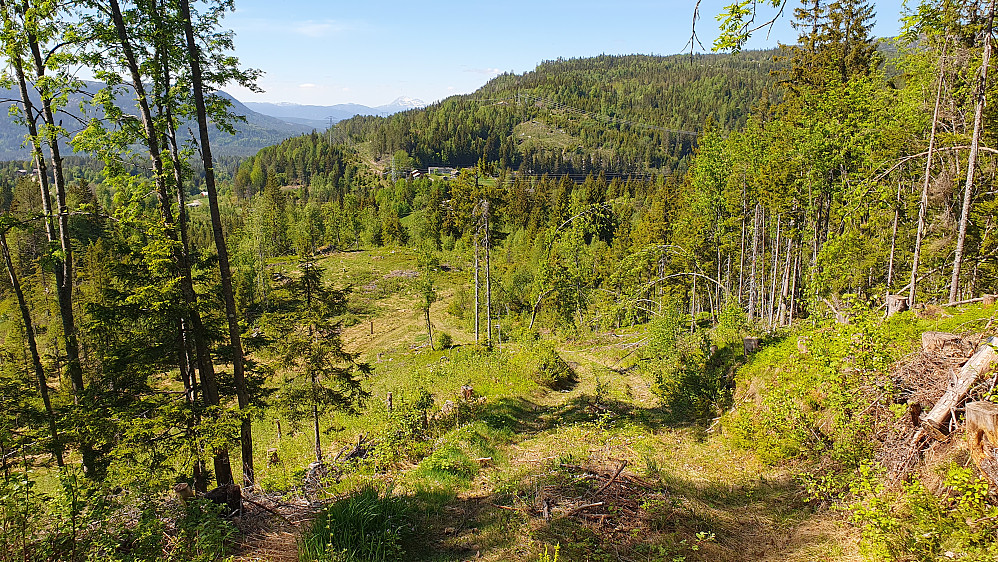 I nedoverbakken på rundt 500 meters høyde var traktorveien fin å gå i. På flata litt lengre nede møtte jeg stien jeg hadde fulgt i starten av turen.