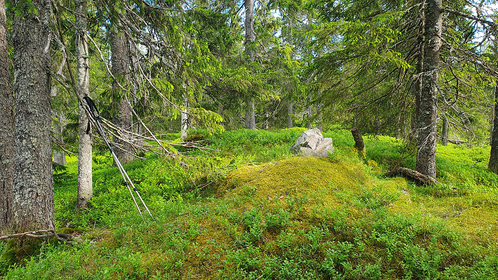 Toppunktet på Ormtjernhøgda (514) var markert med en liten steinvarde i den ellers så grønne vegetasjonen.