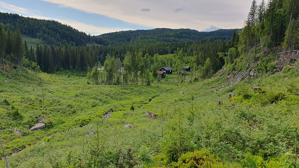 På vei nedover mot Butlerhytta, men først måtte jeg gjennom dette hogstfeltet hvor det vokste tett med kratt og småbusker. På venstre side av bekken nedenfor var det en sti.