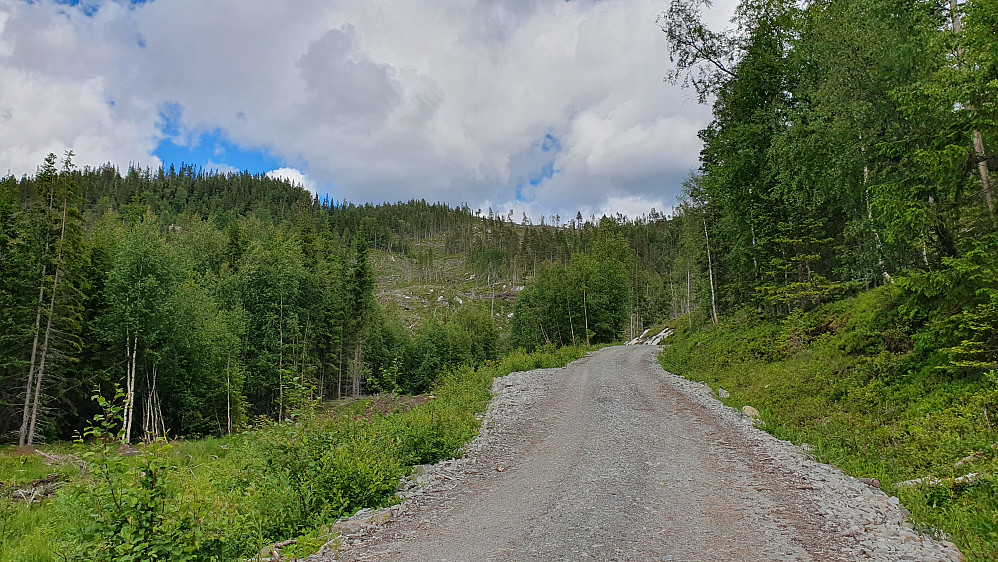 På grusveien, hvor jeg ser opp mot Lauvbuåsen (819). Traktorveien jeg fulgte like etterpå går i hogstområdet vi ser høyere oppe.