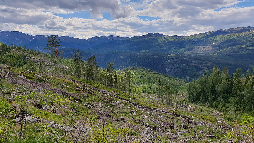 Under oppstigningen mot Lauvbuåsen (819), hvor jeg nå ser nedover i hogstfeltet. Traktorveien jeg fulgte ses like nedenfor, og grusveien lengre nede nokså midt i bildet.