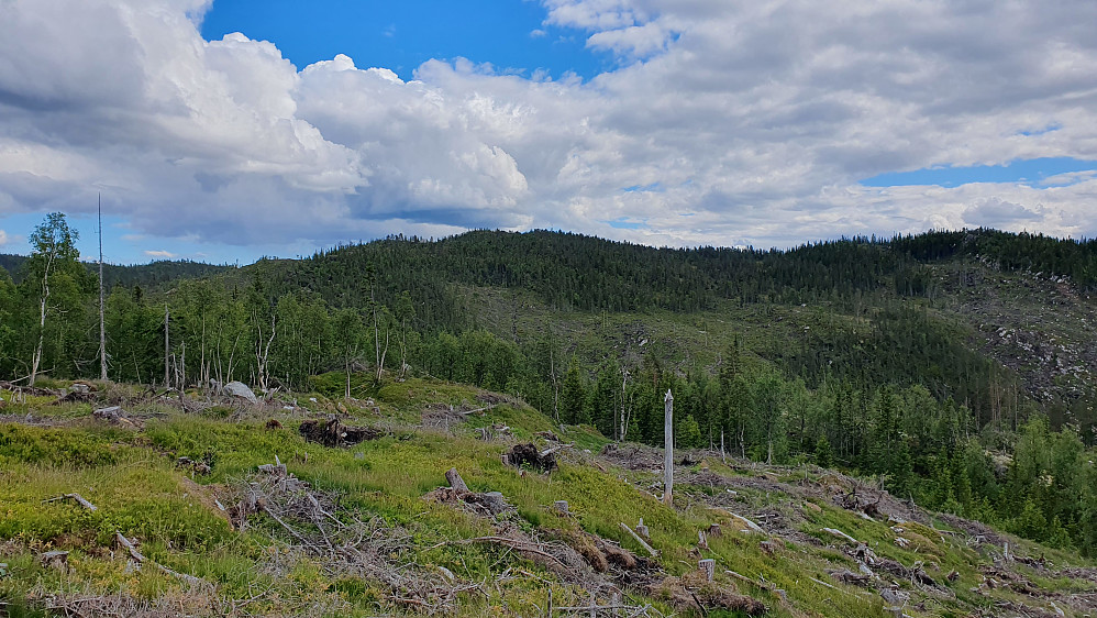 Øverst i hogstfeltet under oppstigningen mot Lauvbuåsen (819). Bak og temmelig midt i bildet, er Granskardåsen (887).