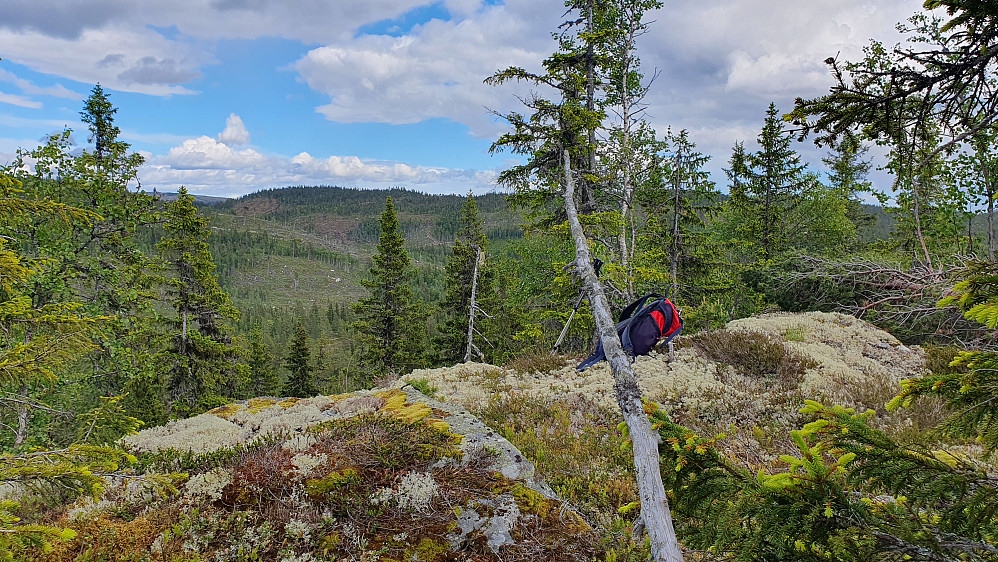 Høyeste punkt på Lauvbuåsen (819). Bildet tatt østover.