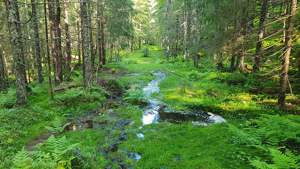 Det ser ut som en bekk, men her går faktisk stien. Man ser blåmerking på en trestamme litt lengre framme på høyre side av stien.
