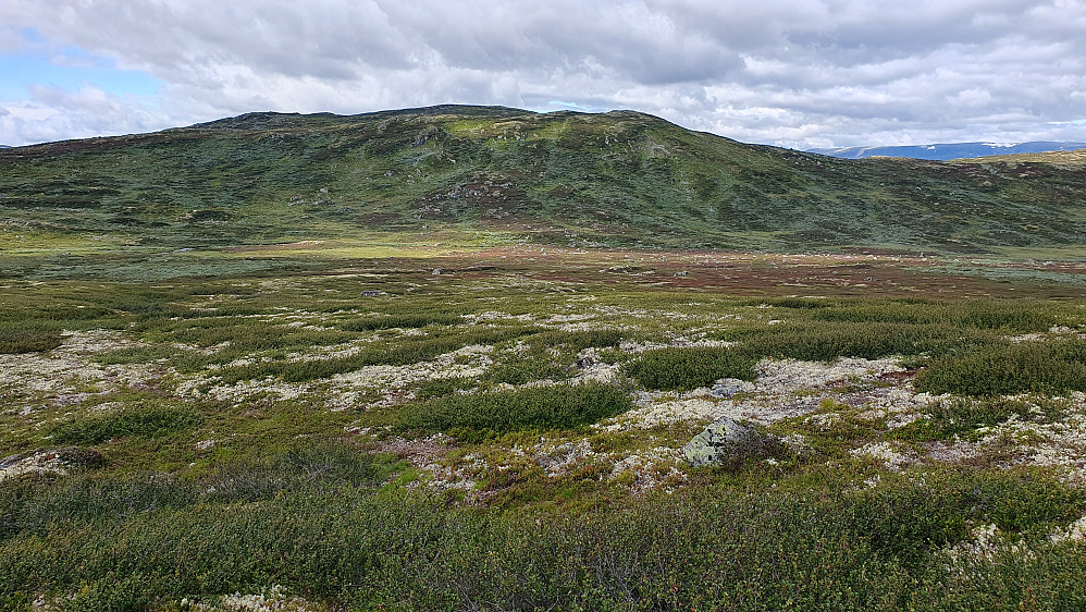 På vei mot Kortenuten (1312). Den motbakken som ventet meg der fremme skulle bli turens tyngste. En del kratt der. Jeg gikk opp temmelig midt i bildet.